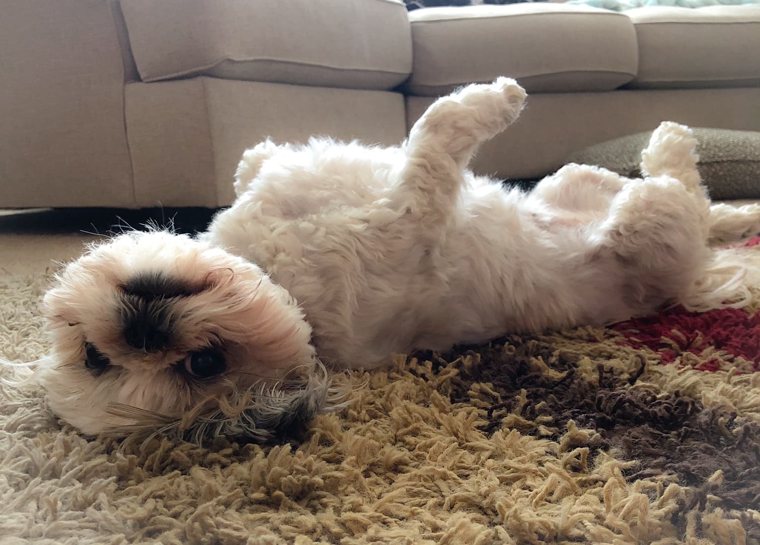 dog on rug